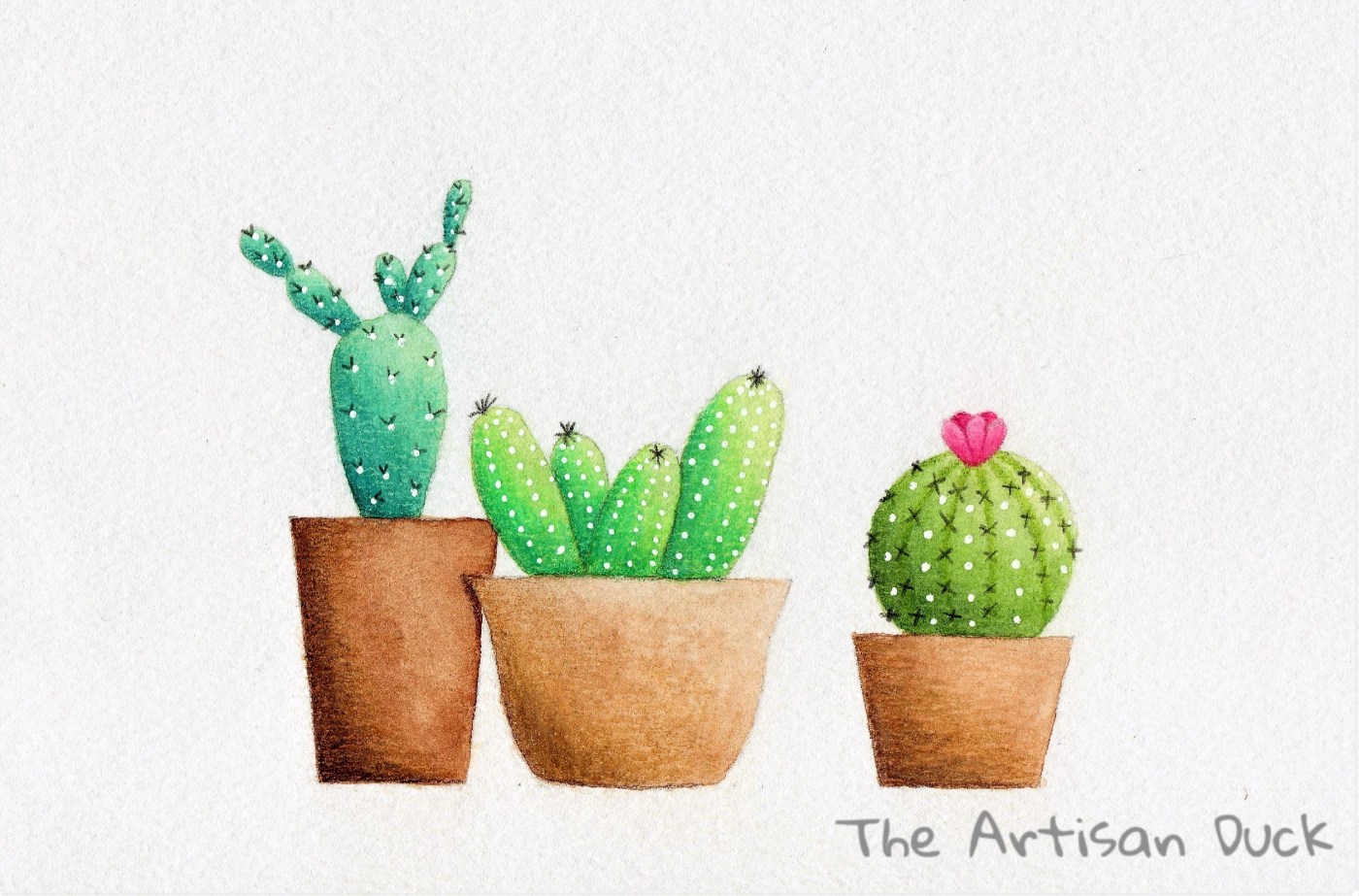 Cacti illustraion