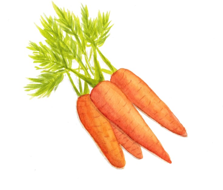 Watercolour carrots