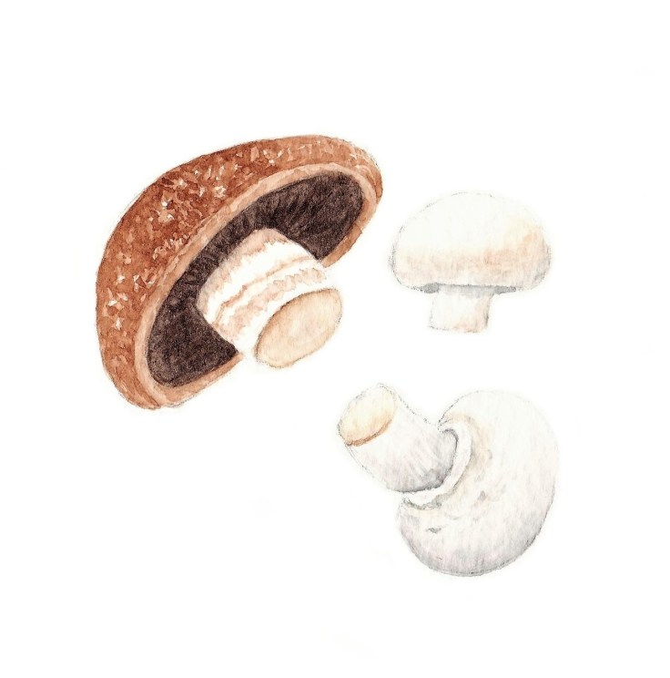 Mushroom watercolour